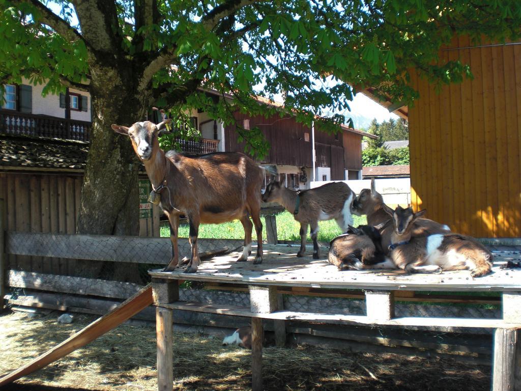 Familien-Bauernhof-Berghammer Rotta Habitación foto